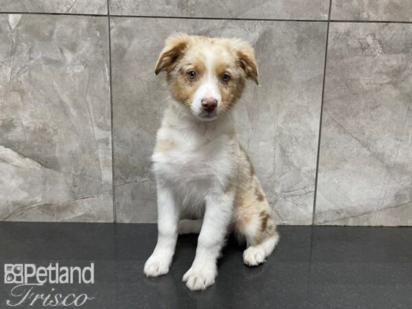 Australian Shepherd DOG Female Red Merle 27608 Petland Frisco, Texas