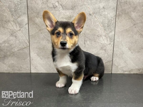 Pembroke Welsh Corgi-DOG-Male-Black and White-27609-Petland Frisco & Mckinney, Texas