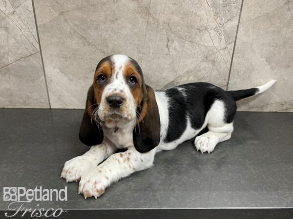 Basset Hound-DOG-Female-Tri-27610-Petland Frisco & Mckinney, Texas