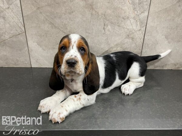 Basset Hound DOG Female Tri 27610 Petland Frisco, Texas