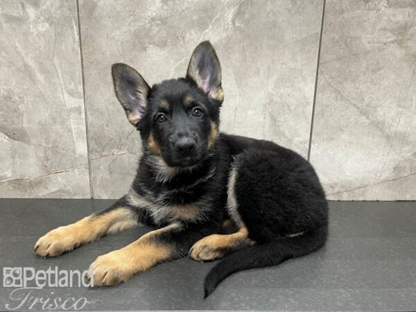 German Shepherd DOG Female Black Tan 27611 Petland Frisco, Texas