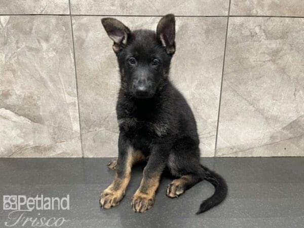 German Shepherd-DOG-Male-Black Tan-27612-Petland Frisco, Texas