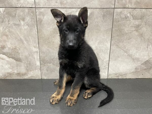German Shepherd-DOG-Male-Black Tan-27612-Petland Frisco & Mckinney, Texas