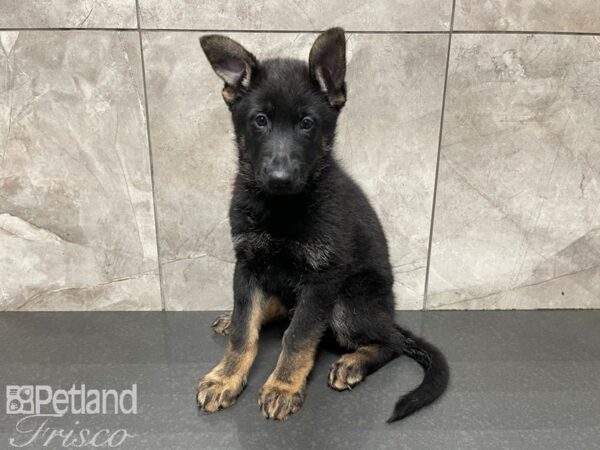 German Shepherd DOG Male Black Tan 27612 Petland Frisco, Texas