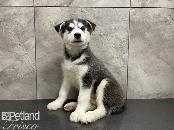 Siberian Husky-DOG-Male-Black & White-27614-Petland Frisco, Texas