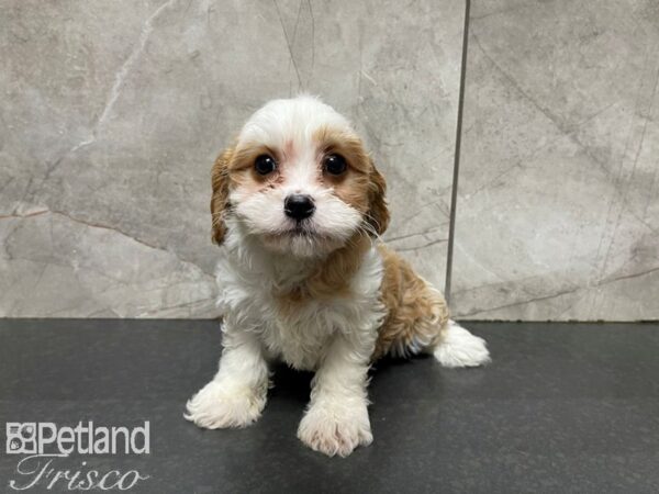 Cava Chon-DOG-Female-BLENHEIM-27615-Petland Frisco & Mckinney, Texas