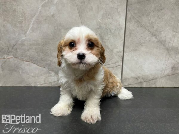 Cava Chon DOG Female BLENHEIM 27615 Petland Frisco, Texas