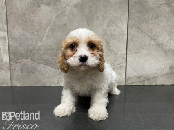 Cava Chon-DOG-Female-BLENHEIM-27616-Petland Frisco, Texas