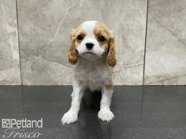 Cavalier King Charles Spaniel-DOG-Female-blenheim-27617-Petland Frisco & Mckinney, Texas