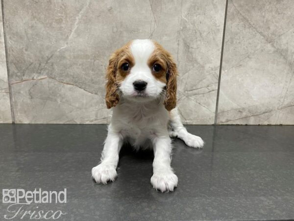Cavalier King Charles Spaniel-DOG-Male-blenheim-27618-Petland Frisco & Mckinney, Texas
