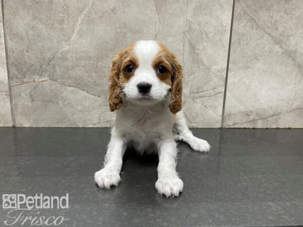 Cavalier King Charles Spaniel-DOG-Male-blenheim-27618-Petland Frisco, Texas