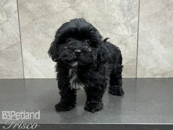 Shih Poo DOG Female BLK WH 27619 Petland Frisco, Texas