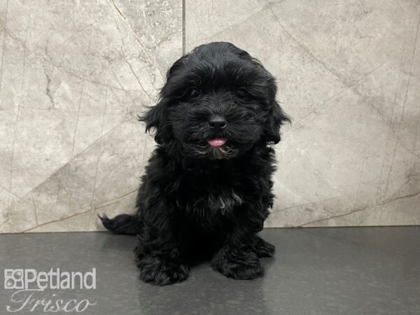 Shih Poo-DOG-Female-BLK WH-27620-Petland Frisco & Mckinney, Texas
