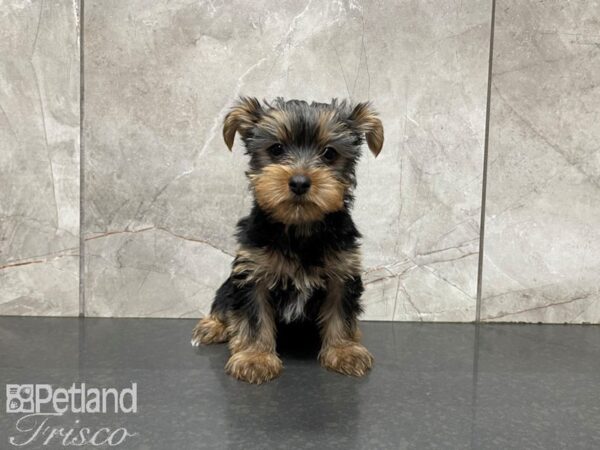 Yorkshire Terrier-DOG-Male-BLK TAN-27622-Petland Frisco & Mckinney, Texas