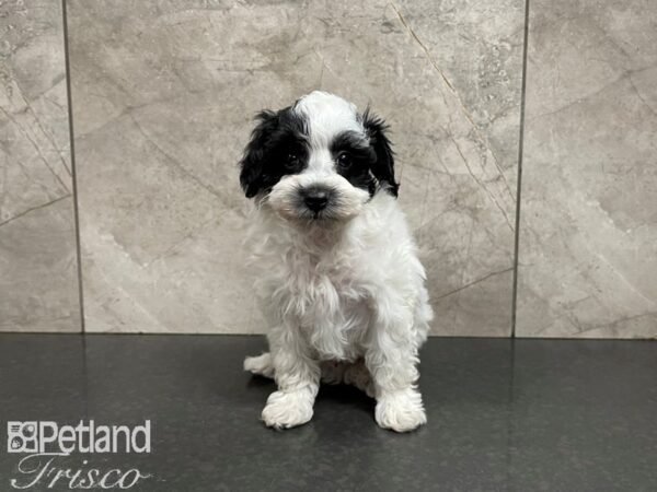 Miniature Schnoodle DOG Male BLK WH 27623 Petland Frisco, Texas