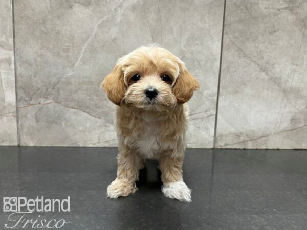 Maltipom-DOG-Male-BROWN WH-27624-Petland Frisco, Texas