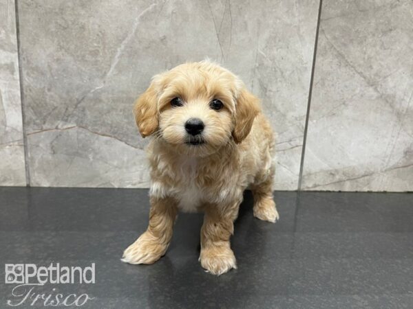 Maltipom-DOG-Male-BROWN WH-27625-Petland Frisco, Texas