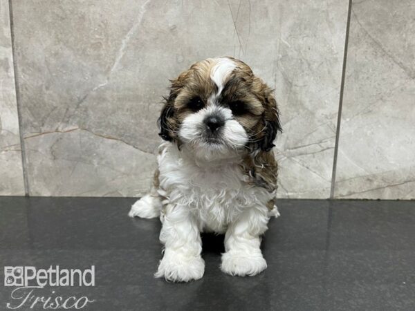 Shih Tzu-DOG-Female-BROWN WH-27626-Petland Frisco & Mckinney, Texas