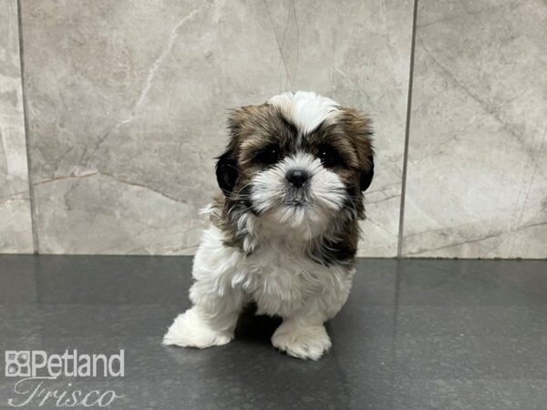 Shih Tzu DOG Male BROWN WH 27627 Petland Frisco & Mckinney, Texas