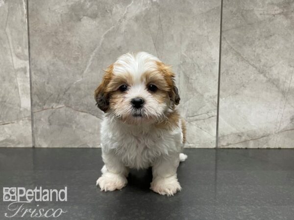 Shih Tzu-DOG-Male-BROWN WH-27628-Petland Frisco & Mckinney, Texas