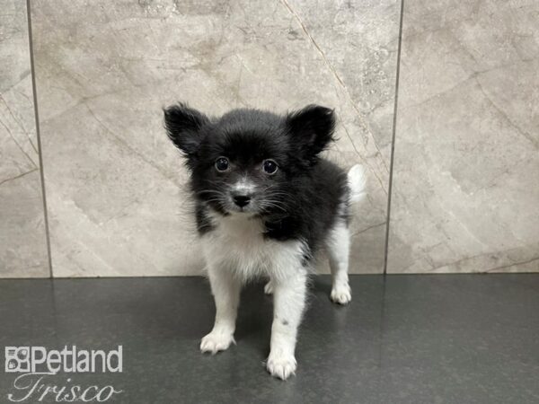 Pomeranian-DOG-Female-BLK WH-27629-Petland Frisco & Mckinney, Texas