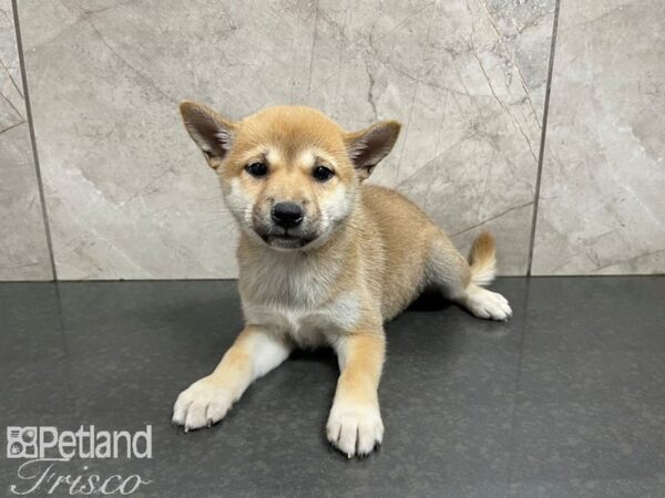 Shiba Inu-DOG-Female-RED-27630-Petland Frisco & Mckinney, Texas