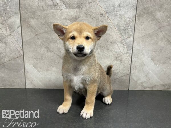 Shiba Inu-DOG-Male-RED-27631-Petland Frisco & Mckinney, Texas