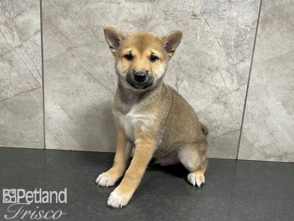 Shiba Inu-DOG-Male-RED-27632-Petland Frisco, Texas