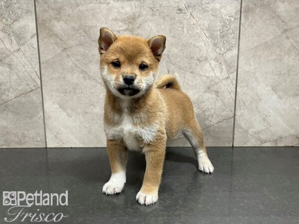 Shiba Inu-DOG-Female-RED-27633-Petland Frisco & Mckinney, Texas