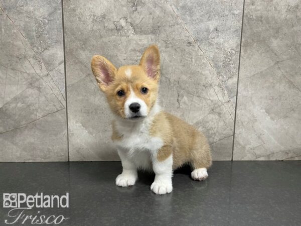 Pembroke Welsh Corgi-DOG-Male-RED WH-27634-Petland Frisco & Mckinney, Texas