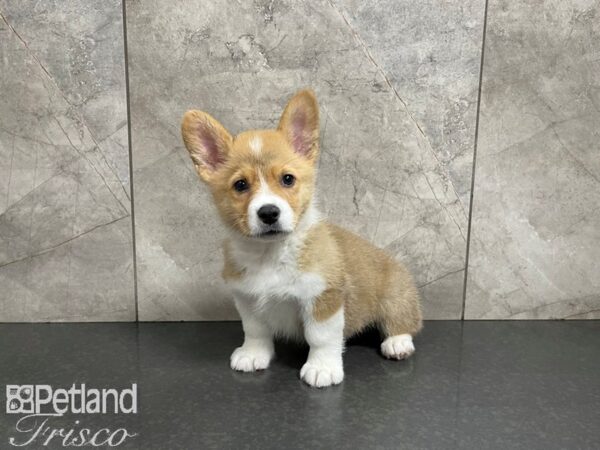 Pembroke Welsh Corgi-DOG-Male-RED WH-27634-Petland Frisco, Texas