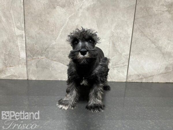 Miniature Schnauzer-DOG-Female-SALT PEPPER-27635-Petland Frisco & Mckinney, Texas