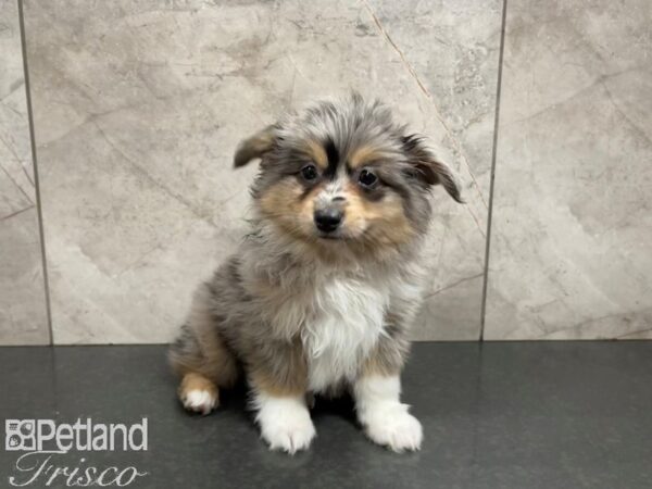 Miniature Australian Shepherd-DOG-Male-BLUE MERLE-27636-Petland Frisco & Mckinney, Texas