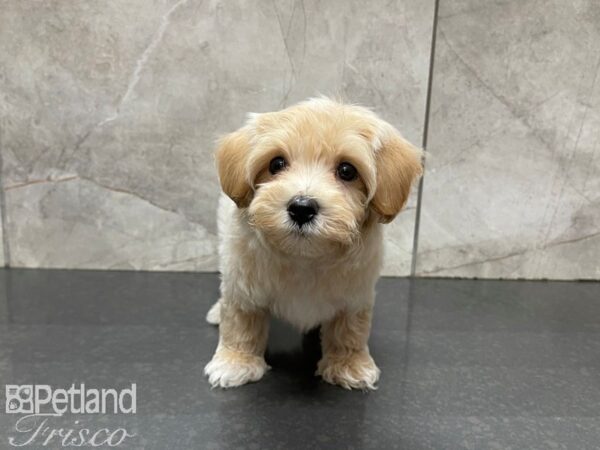 Maltipom-DOG-Male-BROWN WH-27637-Petland Frisco, Texas