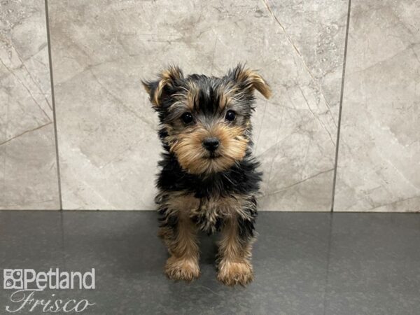 Yorkshire Terrier-DOG-Female-BLK TAN-27621-Petland Frisco & Mckinney, Texas