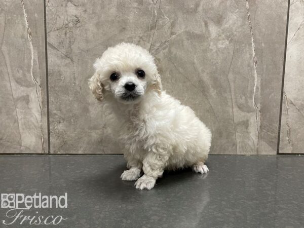 Miniature Poodle-DOG-Male-White-27638-Petland Frisco & Mckinney, Texas