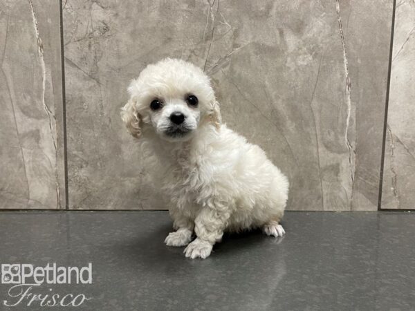 Miniature Poodle-DOG-Male-White-27638-Petland Frisco, Texas