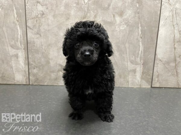 Miniature Poodle-DOG-Male-Black-27639-Petland Frisco & Mckinney, Texas