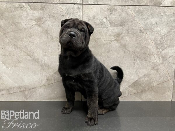 Shar Pei-DOG-Male--27640-Petland Frisco, Texas