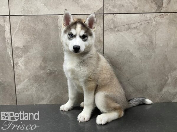 Siberian Husky Puppy Sable and White ID 27641 Located at Petland