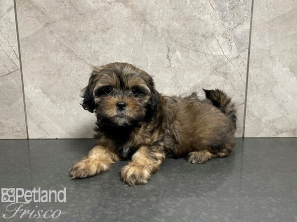 Shiffon DOG Male Sable 27645 Petland Frisco, Texas