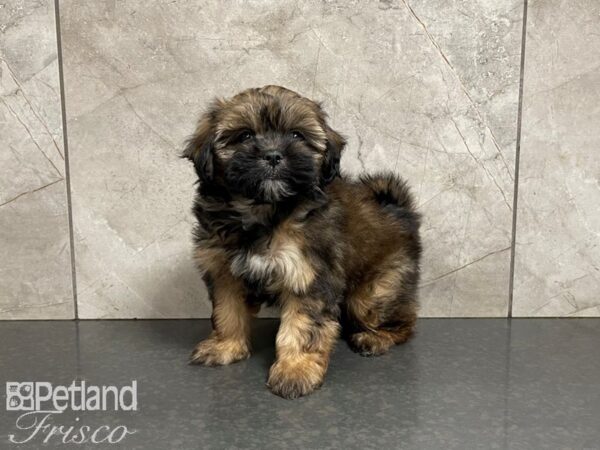 Shiffon DOG Female Sable 27646 Petland Frisco, Texas