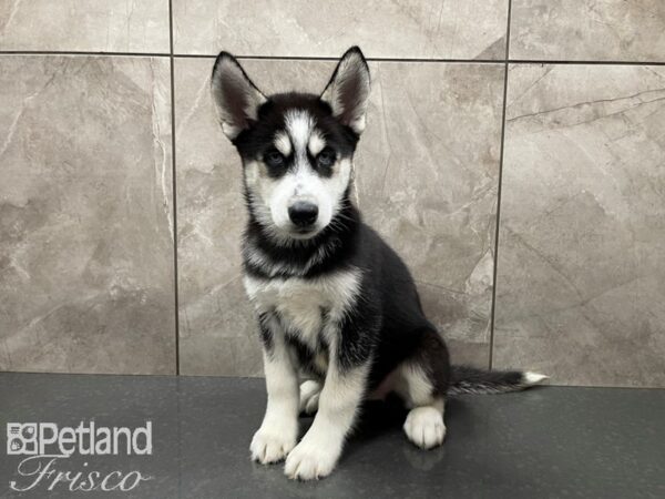 Siberian Husky-DOG-Male-Black & White-27650-Petland Frisco, Texas