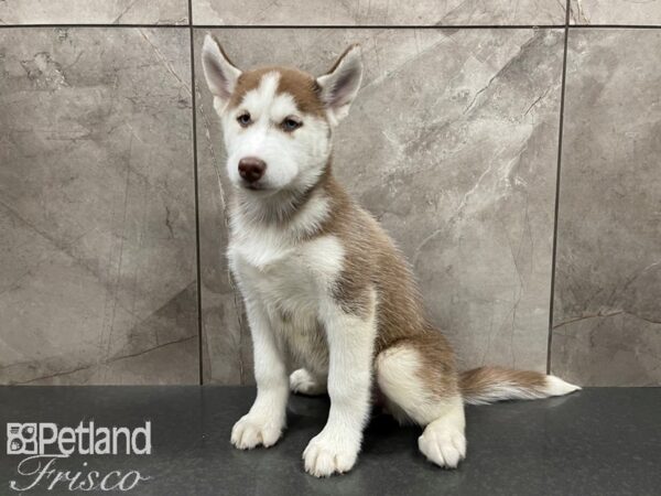 Siberian Husky-DOG-Female-Red & White-27651-Petland Frisco & Mckinney, Texas