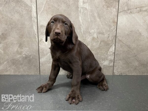 Labrador Retriever-DOG-Male-Chocolate-27656-Petland Frisco & Mckinney, Texas