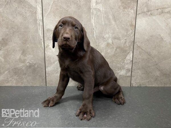 Labrador Retriever-DOG-Male-Chocolate-27656-Petland Frisco, Texas