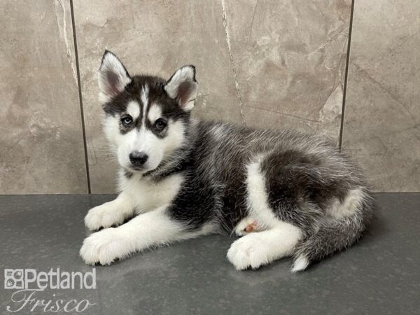 Siberian Husky-DOG-Male-Black & White-27658-Petland Frisco & Mckinney, Texas