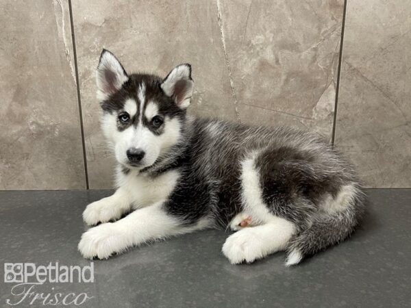 Siberian Husky-DOG-Male-Black & White-27658-Petland Frisco, Texas