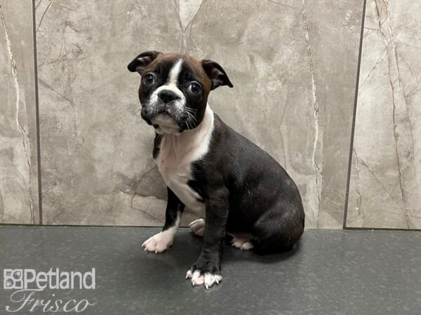 Boston Terrier DOG Female BLK WH 27663 Petland Frisco, Texas