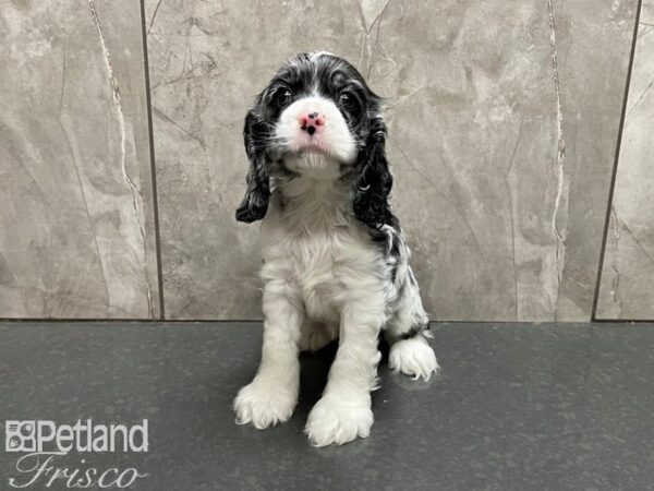 Cocker Spaniel-DOG-Female-BROWN WH-27666-Petland Frisco & Mckinney, Texas
